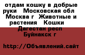 отдам кошку в добрые руки - Московская обл., Москва г. Животные и растения » Кошки   . Дагестан респ.,Буйнакск г.